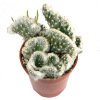 Opuntia_vestita_cristata